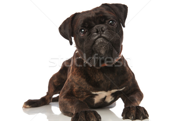 cute black boxer with brown leather spiked collar lying Stock photo © feedough