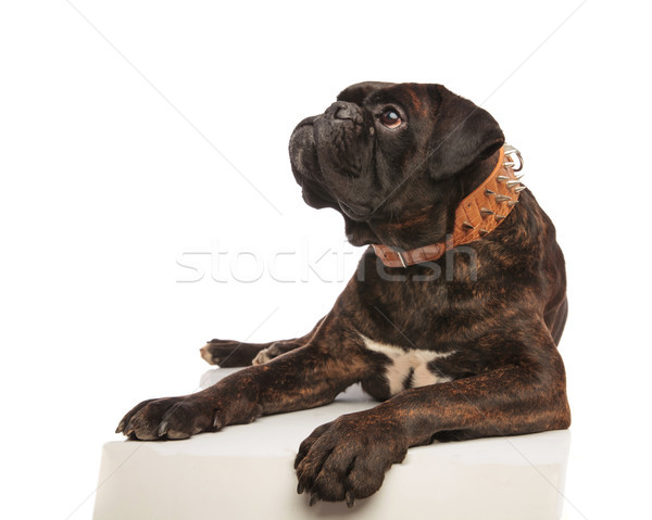 Stock foto: Neugierig · Boxer · braun · Aussehen · up · Seite