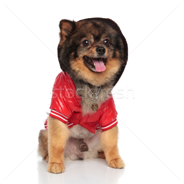Stock photo: curious pom wearig red coat with hood looks to side