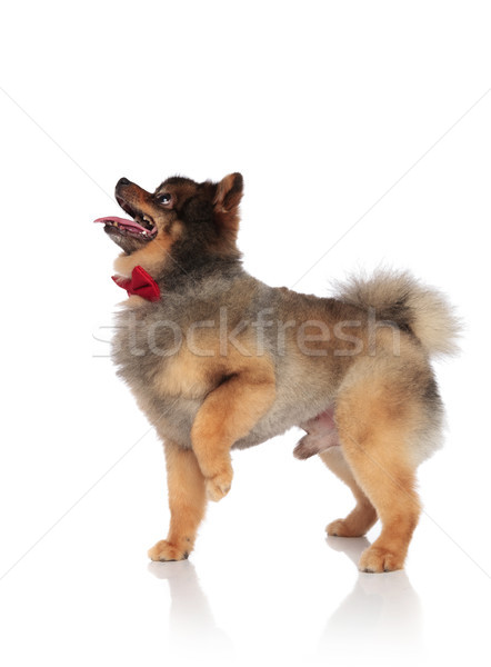 side view of excited gentleman pomeranian stepping and looking u Stock photo © feedough