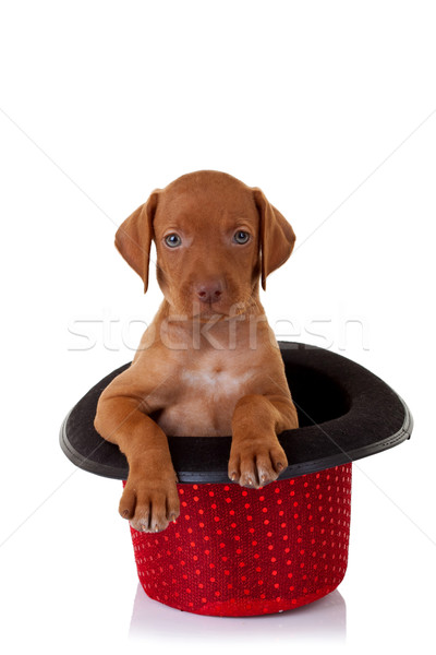  vizsla puppy in a red show hat Stock photo © feedough