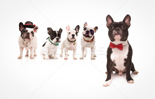 seated french bulldog wearing red bowtie in front of dogs Stock photo © feedough
