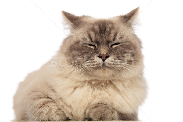 Cute gris chat dormir blanche [[stock_photo]] © feedough