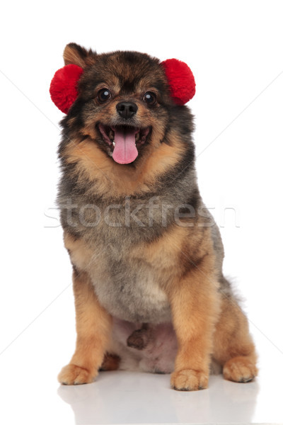 lovely pom dog with red earmuffs sitting on white background Stock photo © feedough