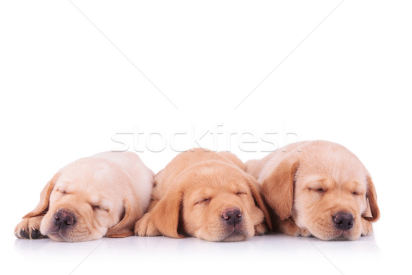 Drie labrador retriever puppy honden slapen lab Stockfoto © feedough