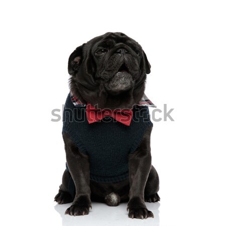 side view of a french buldog's head wearing bow tie Stock photo © feedough