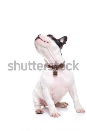 playful french bulldog puppy dog chewing on a toy Stock photo © feedough