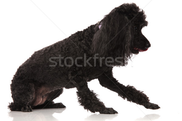 Schwarz Pudel etwas weiß Hund Welpen Stock foto © feedough