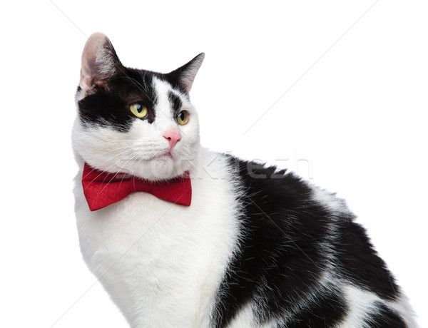 close up of a classy cat looking to the side Stock photo © feedough