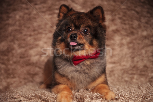 funny pomeranian lying with tongue exposed looks up to side Stock photo © feedough