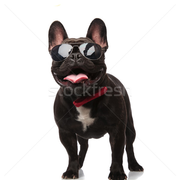 cool french bulldog with sunglasses and bowtie looks up Stock photo © feedough