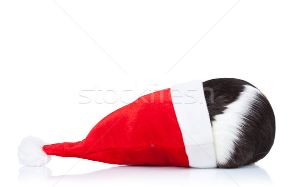 Stock fotó: Tengerimalac · karácsony · kalap · feketefehér · háttér · fekete