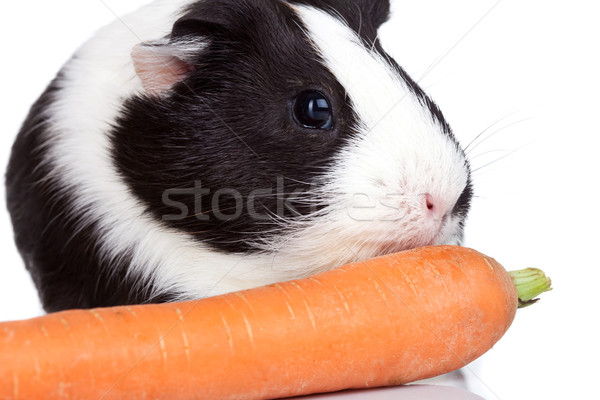 guinea pig eating a carrot Stock photo © feedough