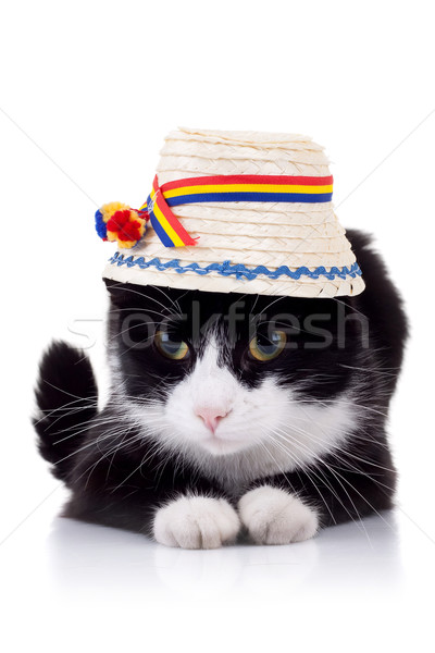 Cute zwart wit kat hoed traditioneel Stockfoto © feedough