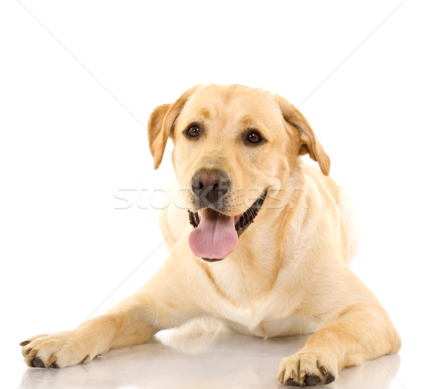 A cute golden retriever dog Stock photo © feedough