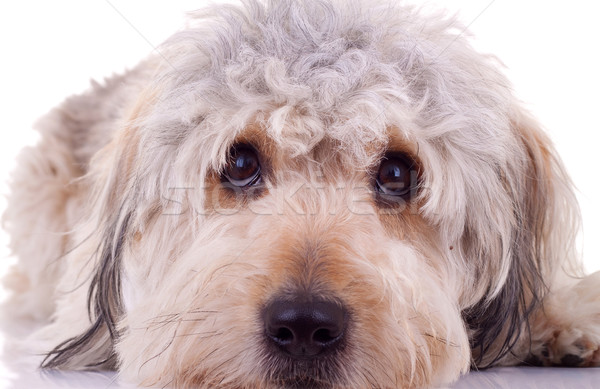 [[stock_photo]]: Triste · yeux · barbu · montagne · isolé · blanche