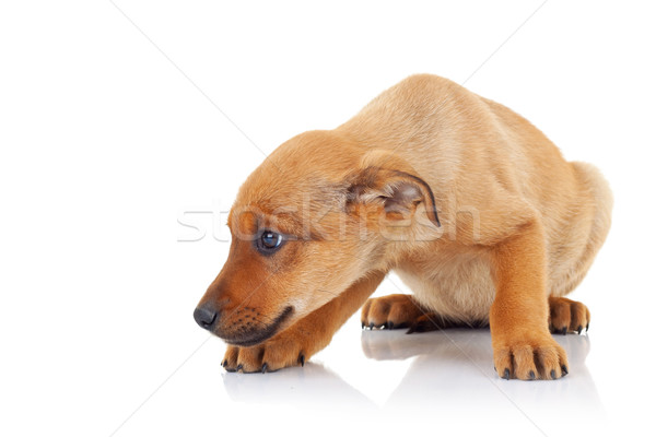 Сток-фото: вид · сбоку · коричневый · щенков · собака · глядя · что-то