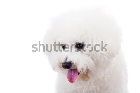Stock foto: Sitzend · Welpen · Hund · weiß · Gesicht · Körper