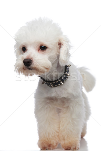 curious white bichon looking to side while standing Stock photo © feedough