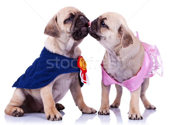 princess and champion pug puppy dogs kissing Stock photo © feedough