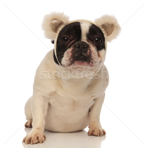 Adorabile francese bulldog indossare orso orecchie Foto d'archivio © feedough