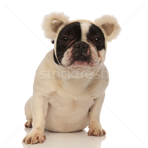adorable french bulldog wearing bear ears looking at camera Stock photo © feedough