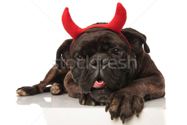 close up of lovely black boxer with red devil horns  Stock photo © feedough