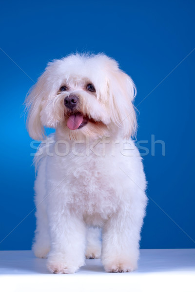 maltese dog standing  Stock photo © feedough
