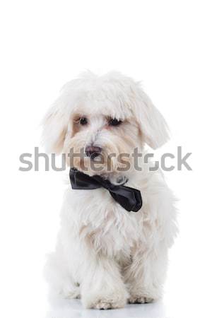 Foto stock: Curioso · cachorro · sesión · blanco · estudio · perro