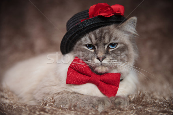 elegant cat wears black hat and red bowtie Stock photo © feedough
