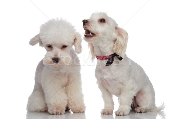 Weiß Freunde Verteidigung Sitzung Hund Paar Stock foto © feedough