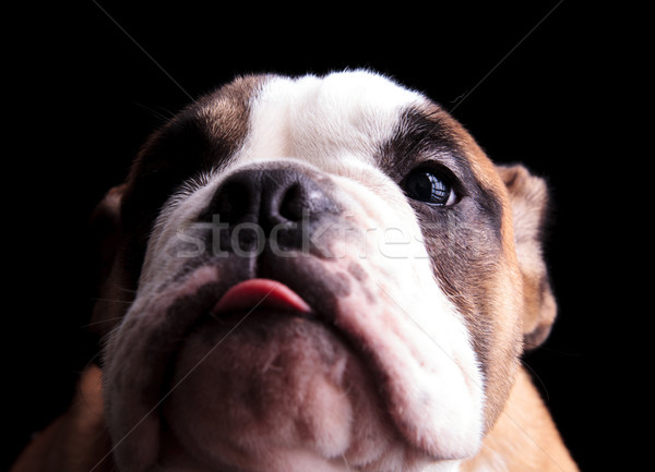 Stock fotó: Közelkép · angol · bulldog · felfelé · néz · nyelv · védtelen