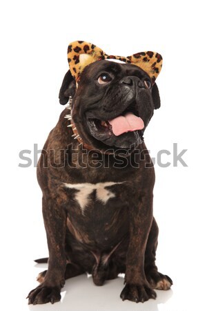 Foto stock: Funny · negro · boxeador · leopardo · orejas