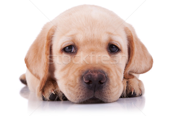 sad little labrador retriever puppy Stock photo © feedough