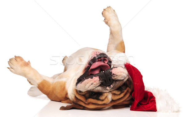 santa claus english bulldog rolling on its back  Stock photo © feedough