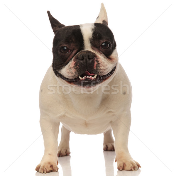 happy lovely french bulldog panting Stock photo © feedough