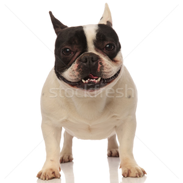 [[stock_photo]]: Heureux · français · bulldog · haletant · permanent · blanche