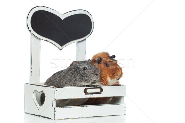 curious guinea pigs looking to side from the bed Stock photo © feedough