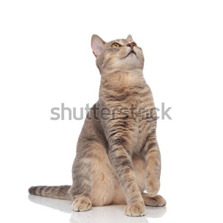 adorable metis cat sitting and looking up to side Stock photo © feedough