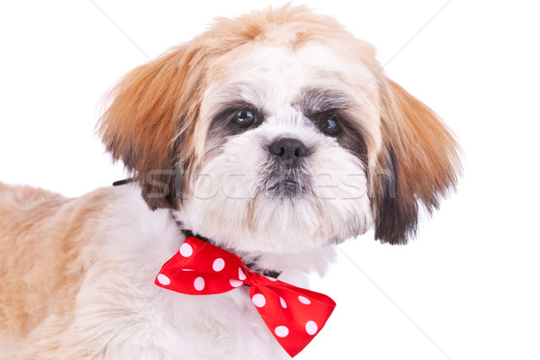 head of a cute shih tzu puppy Stock photo © feedough