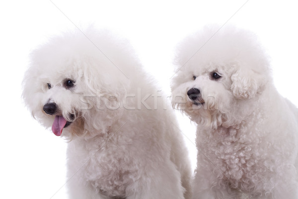 Nieuwsgierig honden twee gelukkig witte naar Stockfoto © feedough