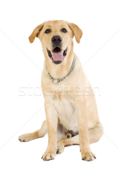 Puppy labrador retriever room witte achtergrond portret Stockfoto © feedough