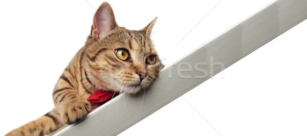 cute and bored gentleman british fold lying with head hanging Stock photo © feedough