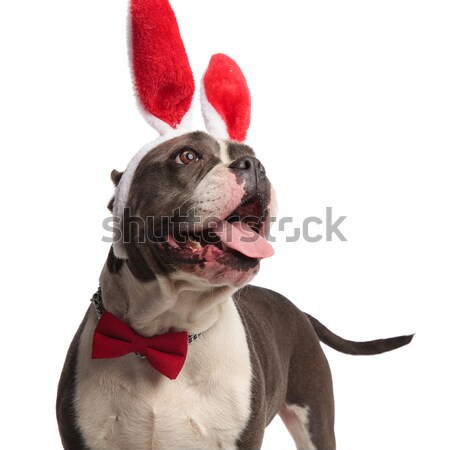 cute stylish french bulldog dressed as the devil looks up Stock photo © feedough