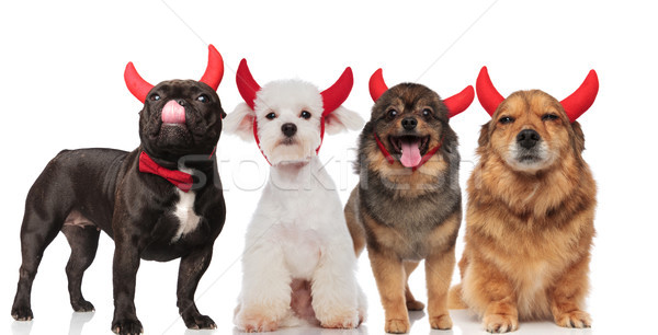 [[stock_photo]]: Quatre · cute · chiens · rouge · diable