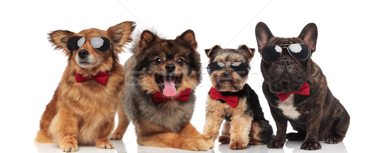 four cute dogs with bowties and sunglasses on white background Stock photo © feedough