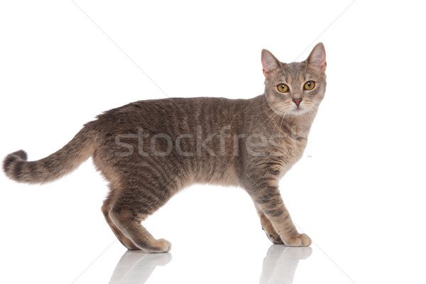 side view of standing grey cat with yellow eyes Stock photo © feedough