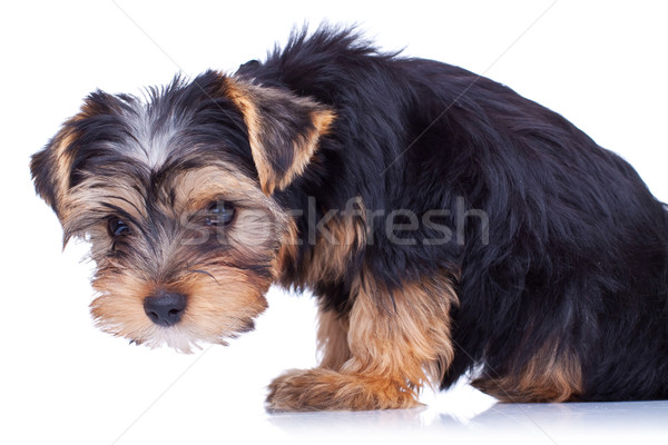 Curioso yorkshire cachorro mirando algo aislado Foto stock © feedough