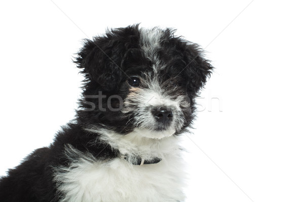 Сток-фото: любопытный · havanese · глядя