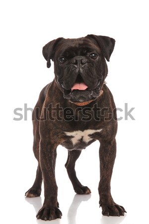 Emotionat negru boxer în picioare gura deschisa alb Imagine de stoc © feedough